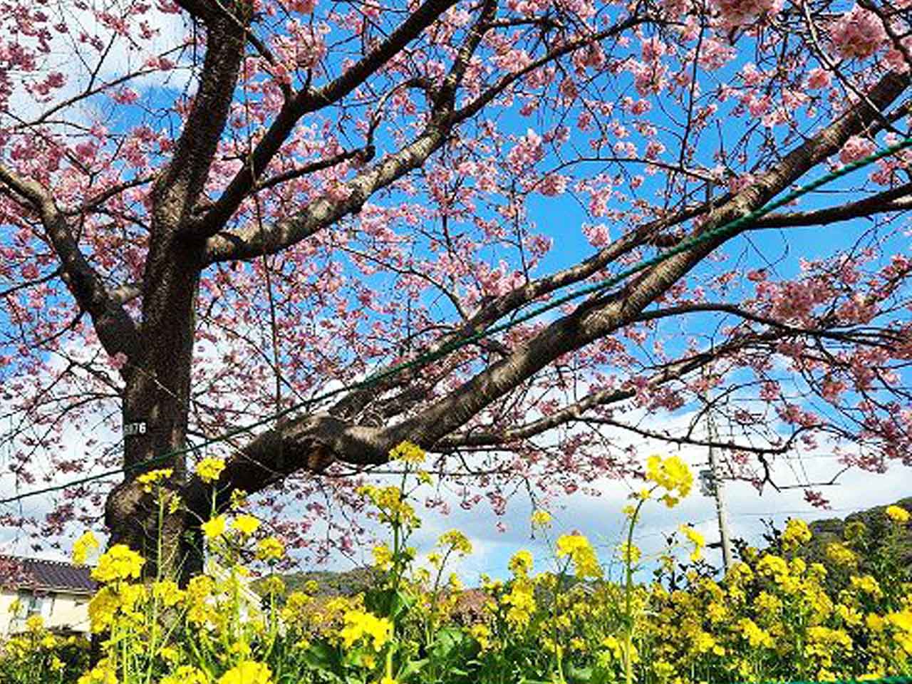 河津桜まつり 2月 河津町 下田荘から車で15分